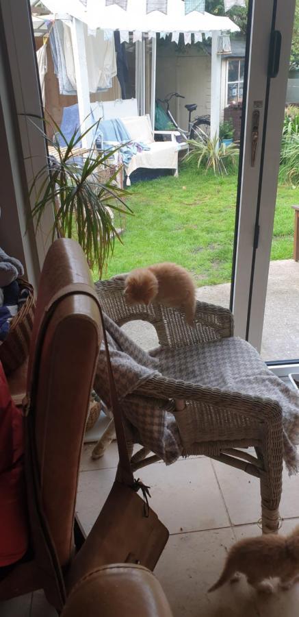 The Garden Room, Pets, Fridge Tv Chester Dış mekan fotoğraf